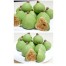 Q坊-中秋創意造型橙柚月餅(素食)